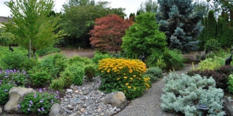 Kurilski čaj (grm peterice) u pejzažnom dizajnu vrta: fotografije i kompozicije